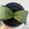 Орхидея Phalaenopsis Purple Princess, mini (отцвел, РЕАНИМАШКА) 
