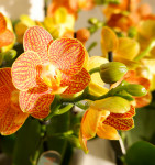 Орхидея Phalaenopsis Indian Summer, midi (отцвел)