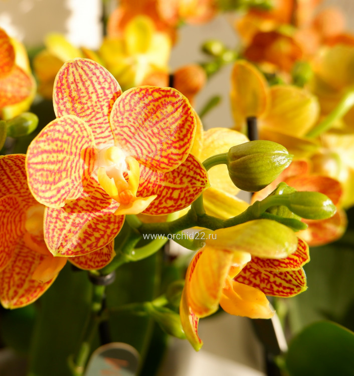 Орхидея Phalaenopsis Indian Summer, midi (отцвел)