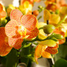 Орхидея Phalaenopsis Indian Summer, midi (отцвел)