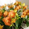 Орхидея Phalaenopsis Indian Summer, midi (отцвел)