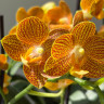Орхидея Phalaenopsis Indian Summer, midi (отцвел)