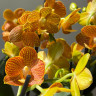 Орхидея Phalaenopsis Indian Summer, midi (отцвел)