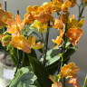 Орхидея Phalaenopsis Indian Summer, midi (отцвел)
