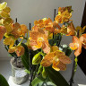 Орхидея Phalaenopsis Indian Summer, midi (отцвел)
