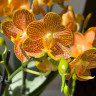 Орхидея Phalaenopsis Indian Summer, midi (отцвел)