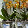 Орхидея Phalaenopsis Indian Summer, midi (отцвел)