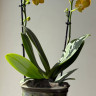 Орхидея Phalaenopsis Indian Summer, midi (отцвел)