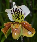 Орхидея Paphiopedilum (отцвёл)