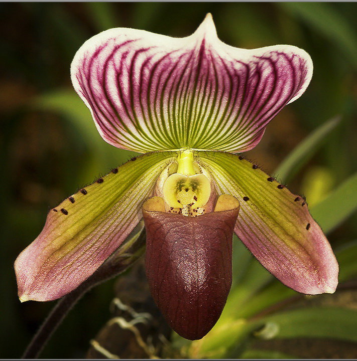 Орхидея Paphiopedilum barbatum (еще не цвёл)