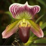Орхидея Paphiopedilum barbatum (еще не цвёл)