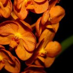 Орхидея Ascocenda Orange (сеянцы)