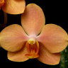 Орхидея Asconopsis Irene Dobkin (еще не цвёл)