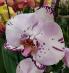 Орхидея Phalaenopsis Emiliya           