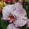 Орхидея Phalaenopsis Emiliya           