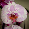 Орхидея Phalaenopsis Emiliya (отцвел)       