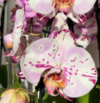 Орхидея Phalaenopsis Emiliya (отцвел)       