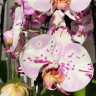 Орхидея Phalaenopsis Emiliya (отцвел)       