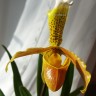 Орхидея Paphiopedilum insigne (отцвёл)