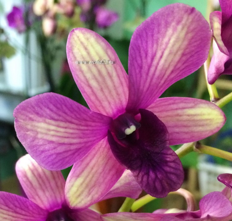 Орхидея Dendrobium Sunny Cocktail (отцвёл, деленка) 