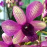 Орхидея Dendrobium Sunny Cocktail (отцвёл, деленка) 