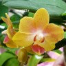 Орхидея Dtps Golden Sean Baby (отцвел)