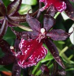 Орхидея Colmanara Massai Splash (отцвела)