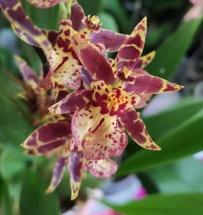 Орхидея Oncidium Titanium Treasure red (отцвел)