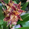 Орхидея Oncidium Titanium Treasure red (отцвел)