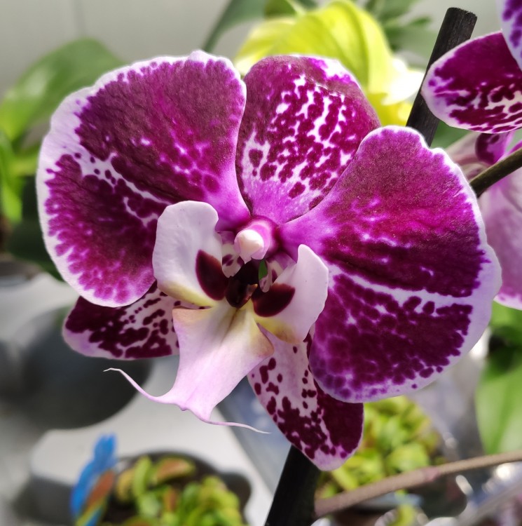 Орхидея Phalaenopsis Big Lip (отцвел)