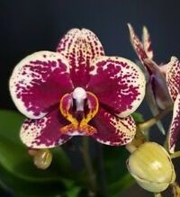 Орхидея Phalaenopsis Street Wise, multiflora (отцвел)
