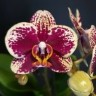 Орхидея Phalaenopsis Street Wise, multiflora 