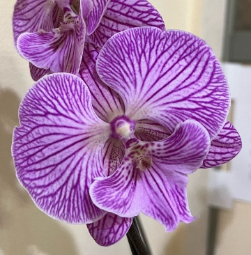 Орхидея Phalaenopsis Big Lip (цветет, РЕАНИМАШКА) 