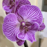 Орхидея Phalaenopsis Big Lip (отцвёл, РЕАНИМАШКА) 