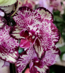 Орхидея Phalaenopsis (отцвел, РЕАНИМАШКА*)