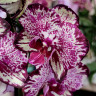 Орхидея Phalaenopsis (отцвел, РЕАНИМАШКА*)