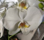 Орхидея Phalaenopsis Sogo Yukidian (отцвел)