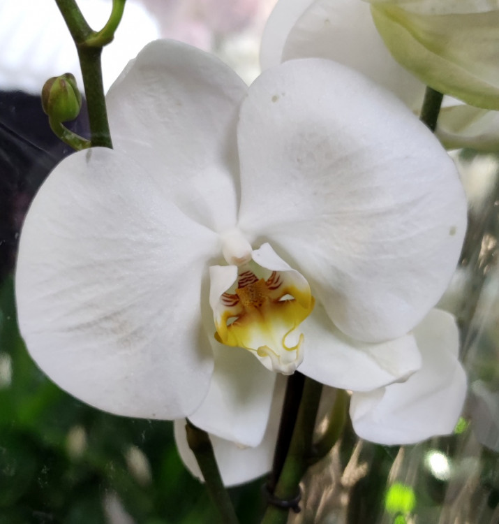 Орхидея Phalaenopsis Sogo Yukidian 