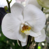 Орхидея Phalaenopsis Sogo Yukidian 