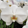 Орхидея Phalaenopsis Sogo Yukidian (отцвел)