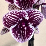 Орхидея Phalaenopsis Lioulin Lovely Lip