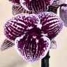 Орхидея Phalaenopsis Lioulin Lovely Lip