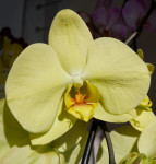Орхидея Phalaenopsis Golden Apollon