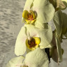 Орхидея Phalaenopsis Golden Apollon 