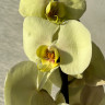 Орхидея Phalaenopsis Golden Apollon 