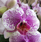 Орхидея Phalaenopsis Arwen (отцвел, РЕАНИМАШКА)