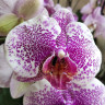 Орхидея Phalaenopsis Arwen (отцвел, РЕАНИМАШКА)