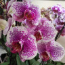 Орхидея Phalaenopsis Arwen (отцвел, РЕАНИМАШКА)