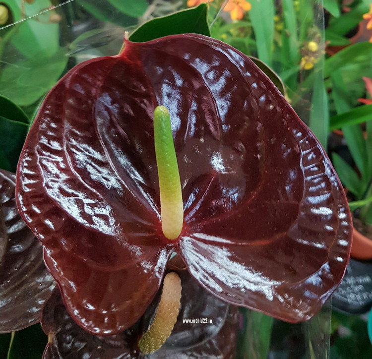Anthurium Sempre (отцвел)