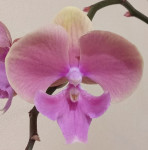 Орхидея Phalaenopsis Big Lip (отцвел)     